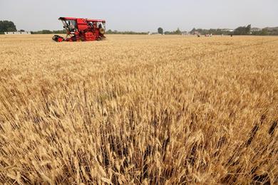 “三夏”時(shí)節麥收忙