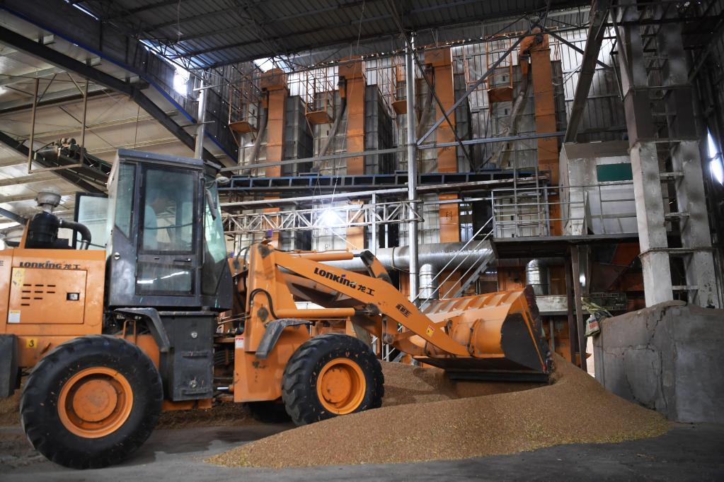 搶收、晾曬、烘干——豫南夏收一線(xiàn)見(jiàn)聞