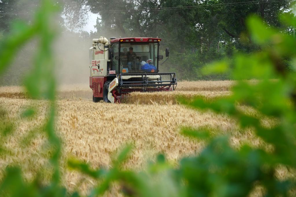 河北小麥陸續開(kāi)鐮收割