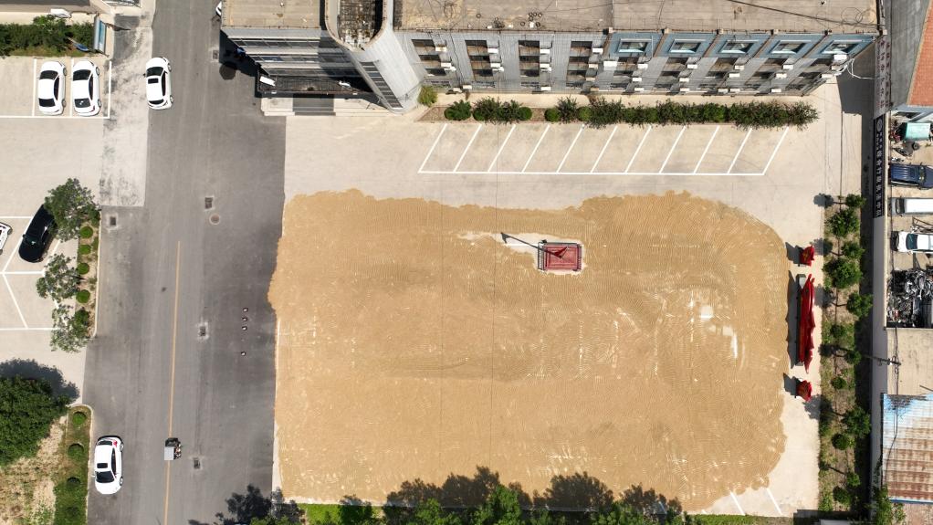 山東陽(yáng)信:政府大院“變身”曬糧場(chǎng)