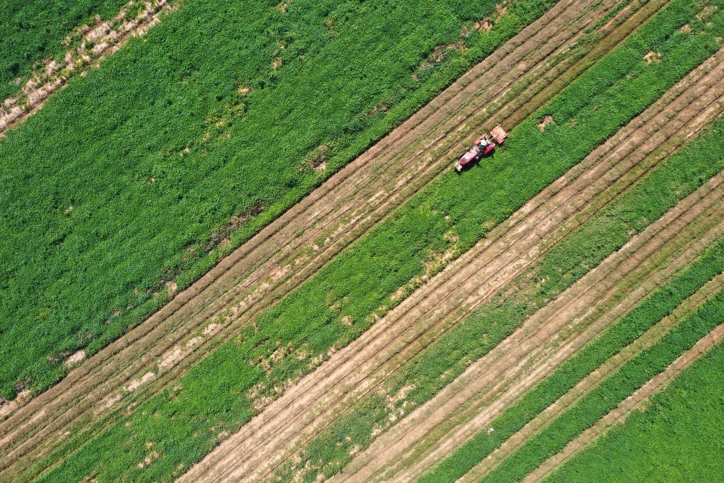 河北吳橋:大運河畔特色農業(yè)富農家