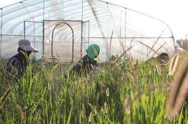 山東樂(lè )陵：小螞蚱大產(chǎn)業(yè)