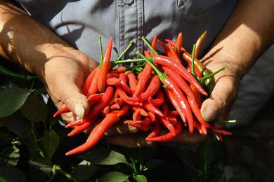 河南內黃：小辣椒“長(cháng)成”大產(chǎn)業(yè)