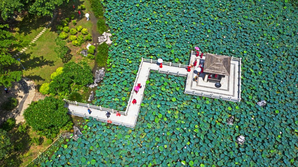 詩(shī)意中國丨荷花宮樣美人妝，荷葉臨風(fēng)翠作裳