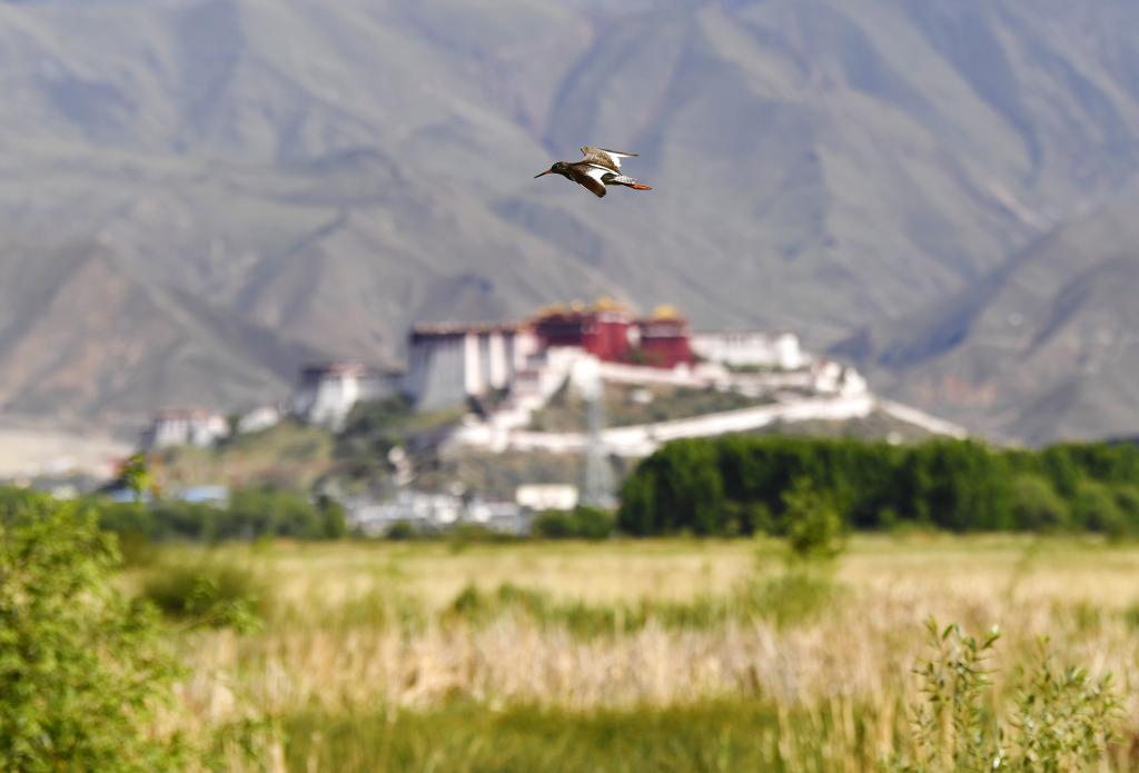 鏡觀(guān)中國·新華社國內新聞?wù)掌恢芫x