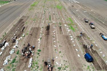 黑龍江鐵力:產(chǎn)業(yè)發(fā)展讓平貝變“金”貝