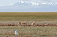 新時(shí)代中國調研行·長(cháng)江篇丨守護藏羚羊——一位科研工作者與藏羚羊的20年情緣
