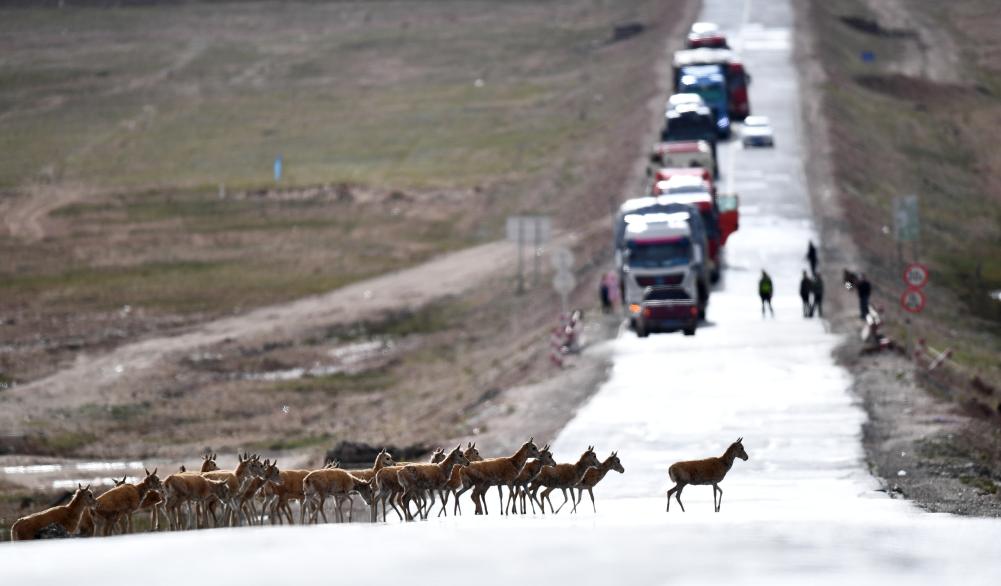 青?？煽晌骼锊亓缪蜻M(jìn)入回遷高峰期