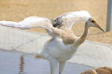 遼寧盤(pán)錦:丹頂鶴初長(cháng)成