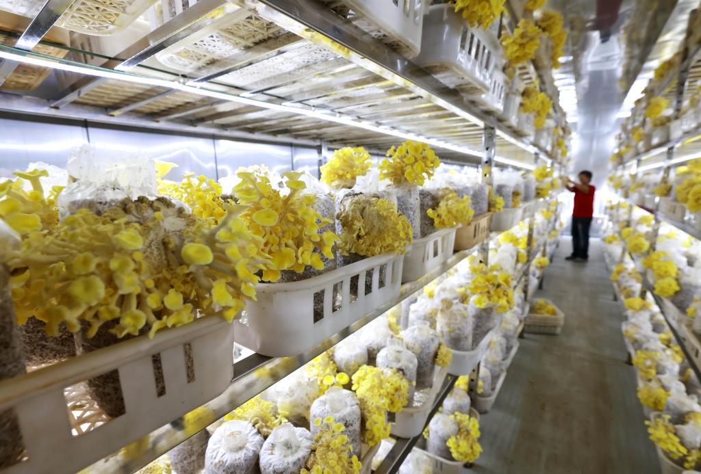 河北新河：發(fā)展特色食用菌助力鄉村振興
