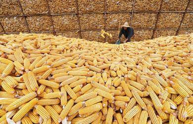 豐收“金滿(mǎn)倉”