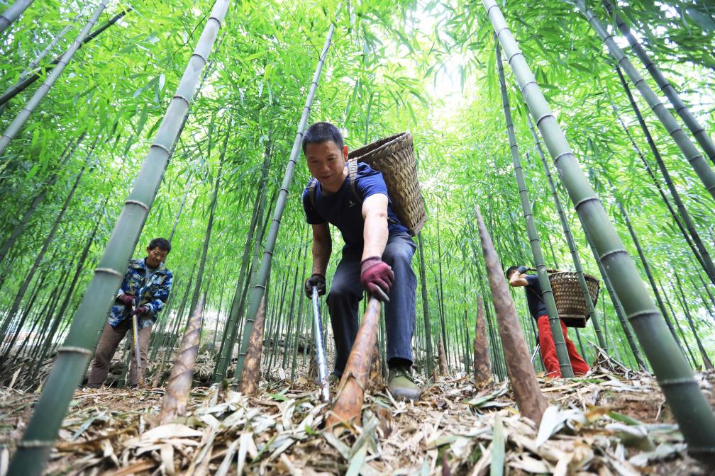 貴州赤水：采收竹筍