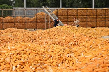 河北隆堯：秋收時(shí)節好“豐”景