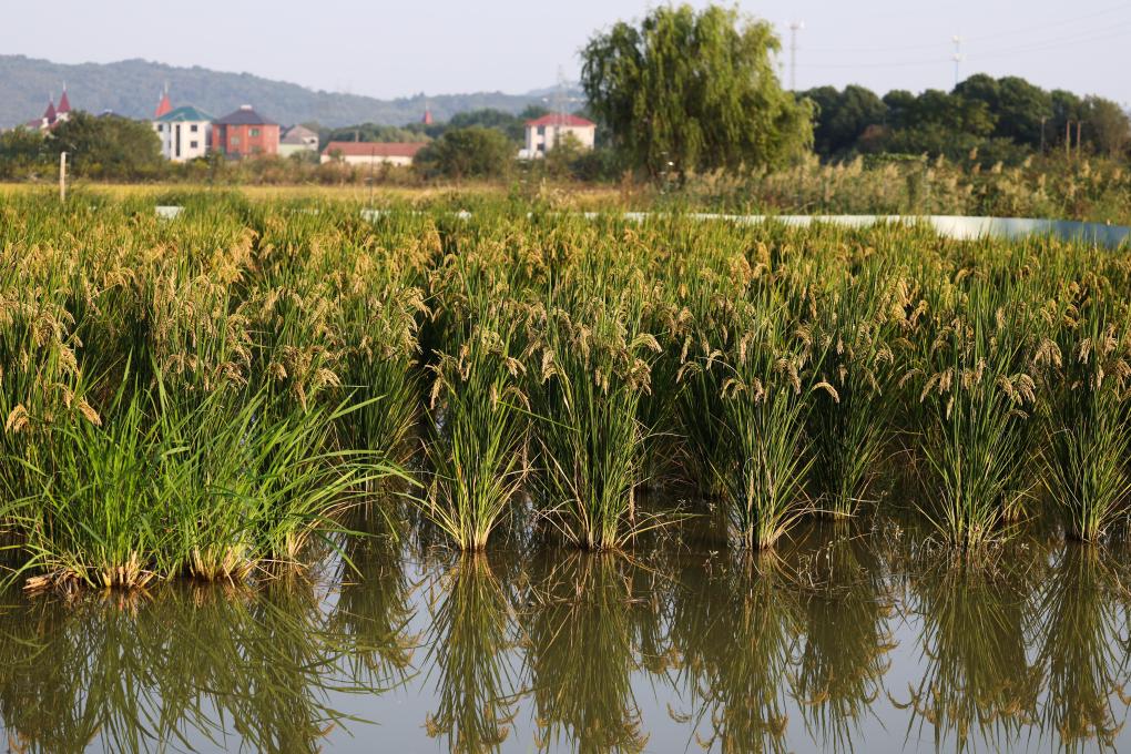 浙江諸暨：特色種養殖助力百姓共富