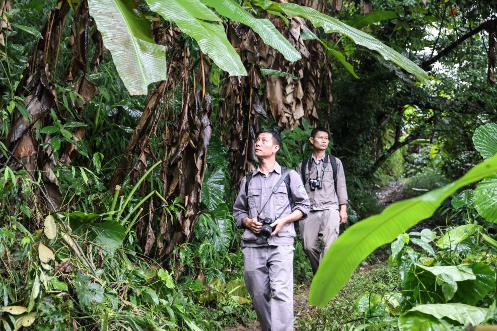 海南長(cháng)臂猿的成長(cháng)記錄者