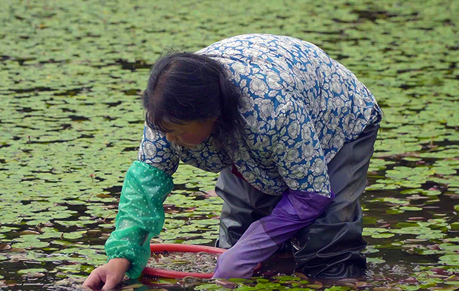 石柱莼菜：人間至味，更是“脫貧金苗”