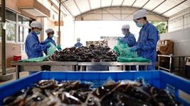 中醫藥發(fā)揮獨特優(yōu)勢“防、治、康”全程助力抗疫