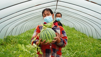 疫情致浦東120萬(wàn)斤西瓜滯銷(xiāo)？記者實(shí)地探訪(fǎng)