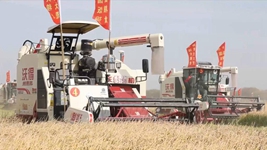 黑龍江北大荒：秋收不見(jiàn)人 機器唱主角