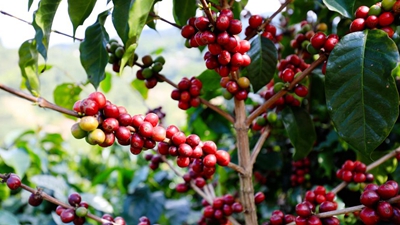 又是一年咖啡紅！云南寧洱鮮果初加工實(shí)現“加速度”