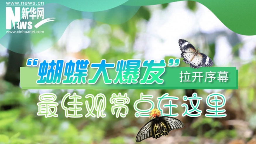 “蝴蝶大爆發(fā)”拉開(kāi)序幕 最佳觀(guān)賞點(diǎn)在這里