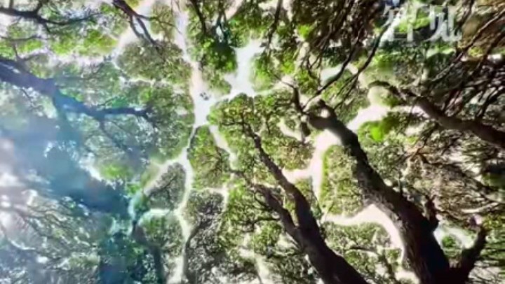 樹(shù)木為何會(huì )相互“禮讓”？