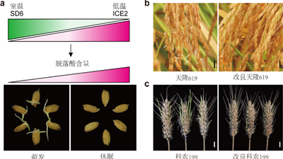 我國科學(xué)家找到調控水稻、小麥穗發(fā)芽的“開(kāi)關(guān)”
