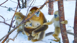 “喊一嗓子，它們就會(huì )拖家帶口地出來(lái)”