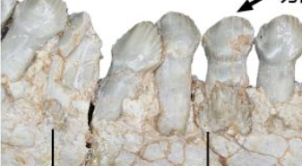 恐龍如何換牙？古生物學(xué)者揭秘古老角龍換牙方式