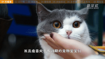 帶萌寵坐火車(chē)？你需要知道這些事！