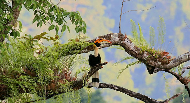 云南的自然保護地里 生活著(zhù)哪些旗艦物種？