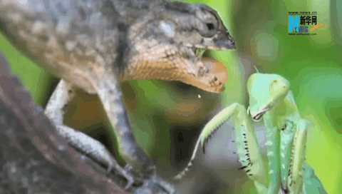 看，動(dòng)物世界掀起“武林風(fēng)”