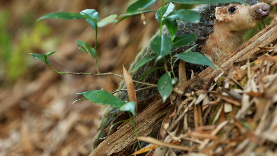 領(lǐng)略生物多樣性之美丨超萌預警！“中華穿山甲”來(lái)巡山，不容錯過(guò)