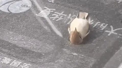 “小鳥(niǎo)躺平看天空”？真相有點(diǎn)難過(guò)