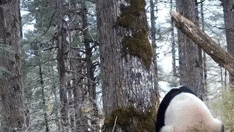 四川平武：拍到大熊貓標記領(lǐng)地后“發(fā)呆”畫(huà)面