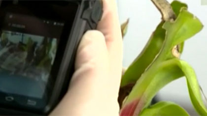 什么是外來(lái)物種？我國有多少外來(lái)入侵物種？