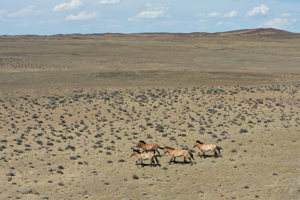 “走吧，你要學(xué)著(zhù)自己長(cháng)大”——瀕危野馬重返荒野20年