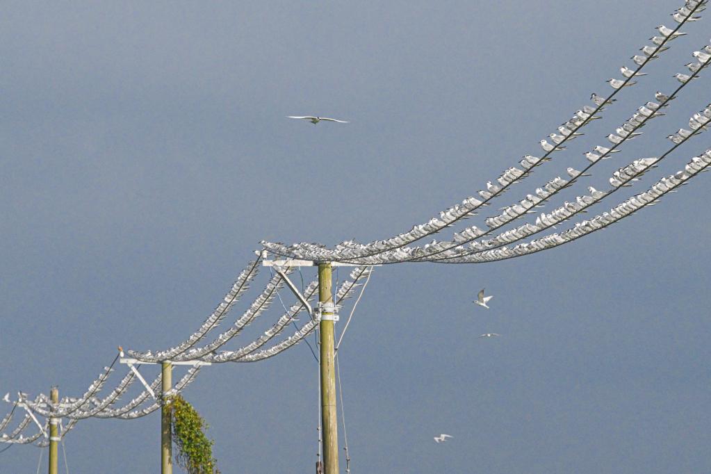 新華全媒+丨?？跐竦?萬(wàn)鳥(niǎo)翔集